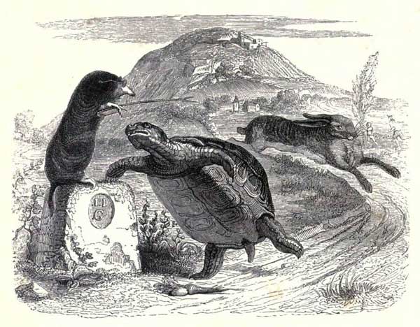 The Hare And The Tortoise Lesson Plans